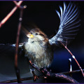 the chrysalids chapter summaries